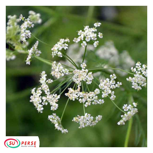 خرید اینترنتی عرق زنیان از اروپا